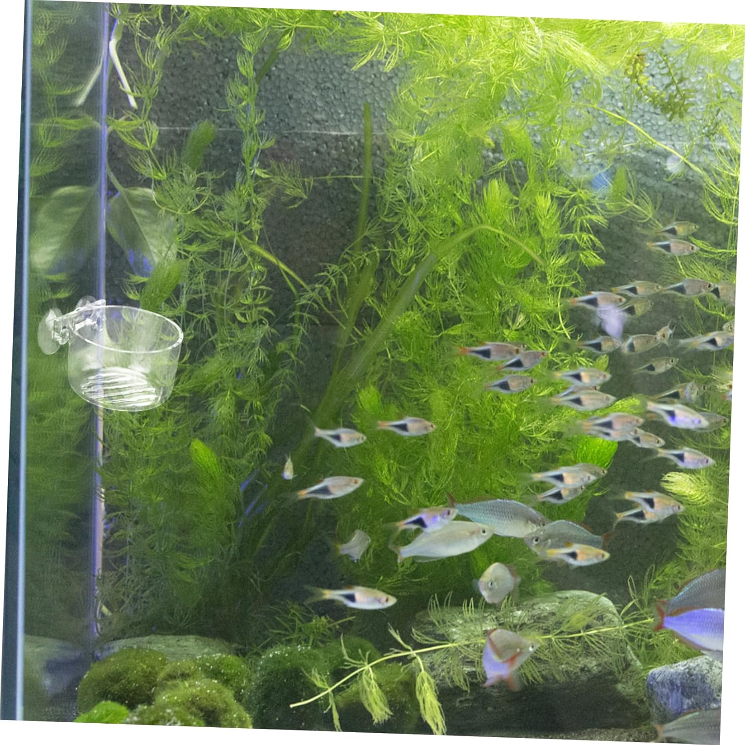 BUGUUYO 2Pcs Aquarium Food Storage Bowl Practical Feeding Cup for Fish Tank Smooth Design Easy to Clean Prevents Food Spread for Fish Feeding image number 4