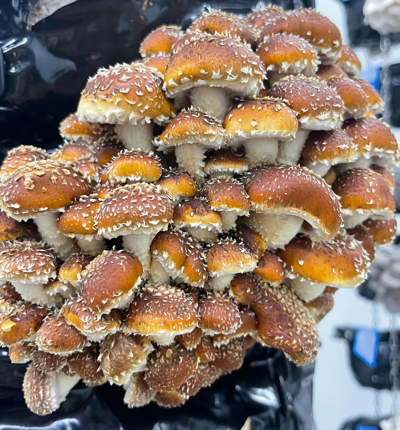 Soy Hull Pellets | 1KG | Non-Gmo Australian Grown | Mushroom Substrate Supplement | Animal Feed Supply image number 5