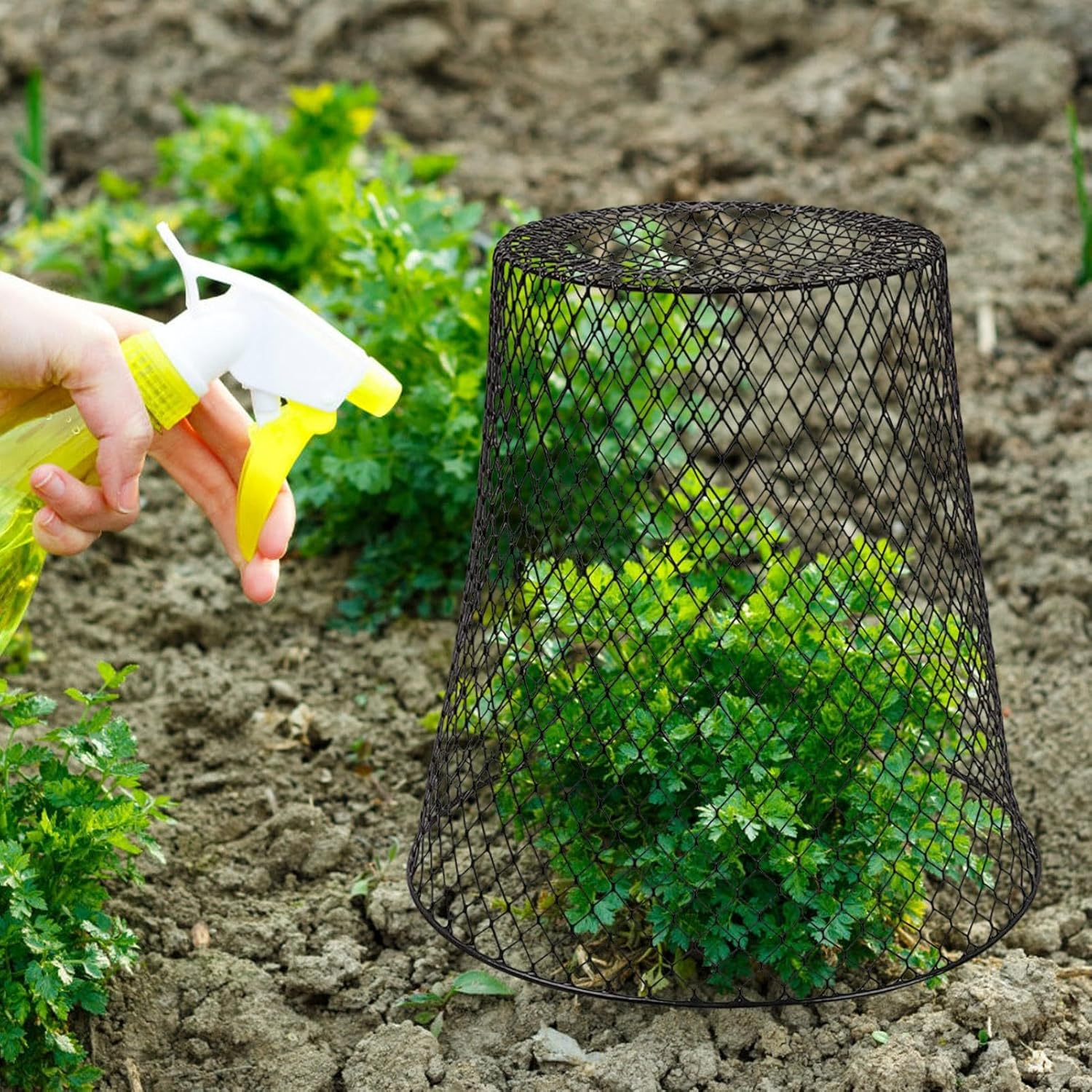 Garden Cloches for Plants - Plant Protectors for Garden,Protectors Metal Wire, Ultimate Protection from Animals, Sturdy Plant Cages for Outdoor - Black image number 6