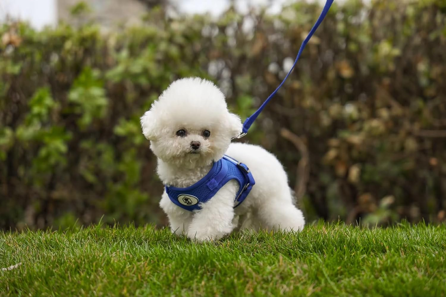 4M Pets No-Pull Reflective Mesh Dog Harness & Leash &ndash; Breathable, Step-In Vest for Small & Medium Dogs ( Blue M )