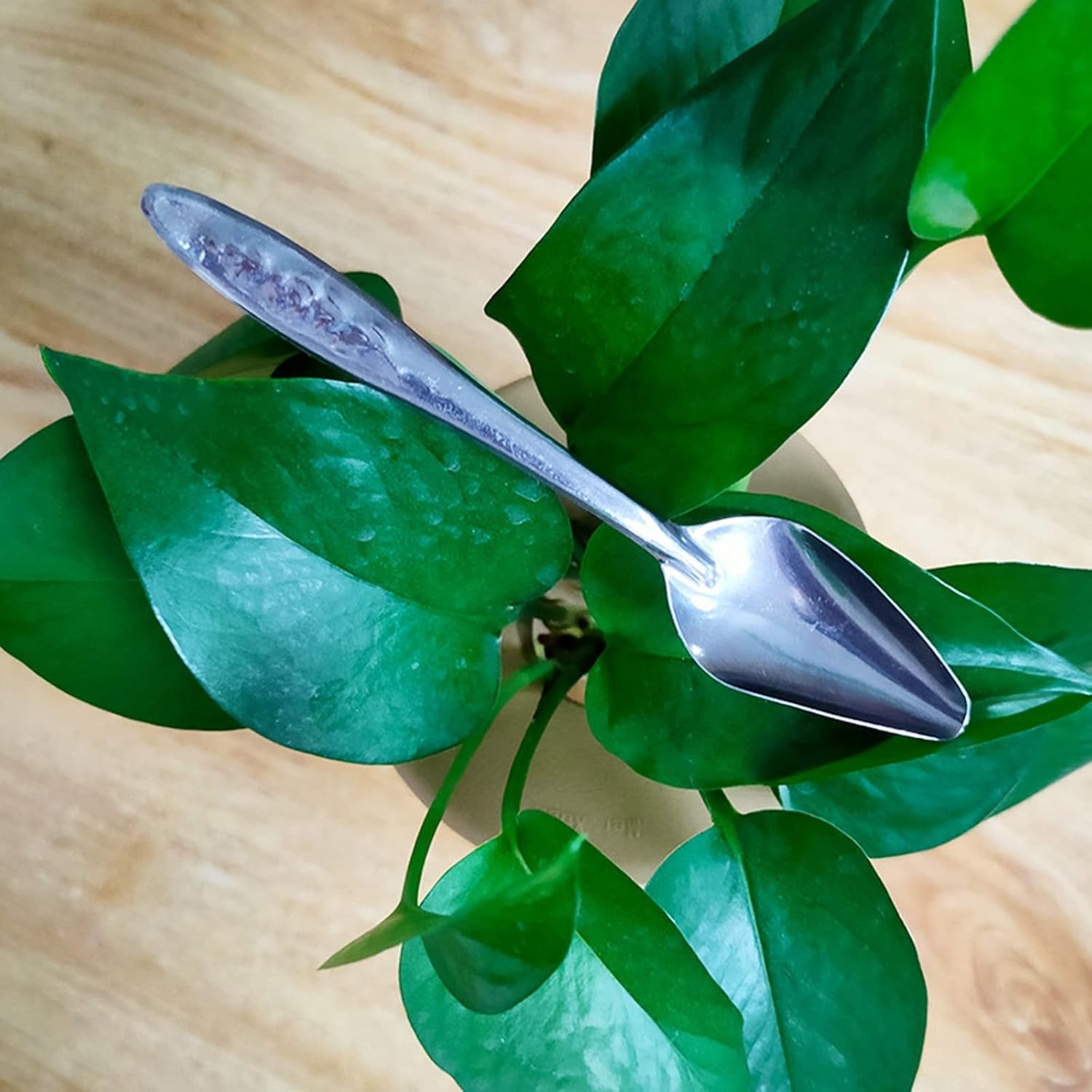 ROYJJ Metal Parrot Feeding Spoon Stainless Steel Milk Water Hand Feeder Spoon Peony Cockatiel Small Bird Parrot Feeding Spoon Chick Stainless Steel Spoon image number 6