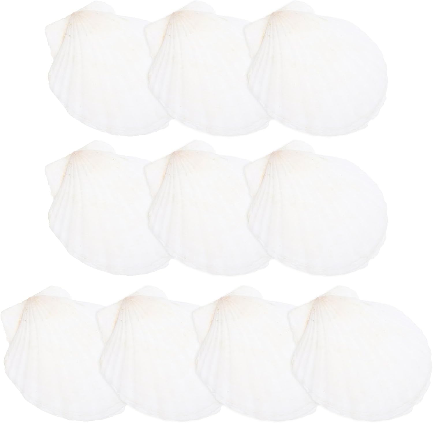 NOLITOY 40 Pcs Natural Shell Decoration Ocean Ornaments Sea Shell Christmas Ornaments Nautical Party Favors Desk Topper Scallop White Decorations Seashells for Crafts Bead Large Seaside image number 3