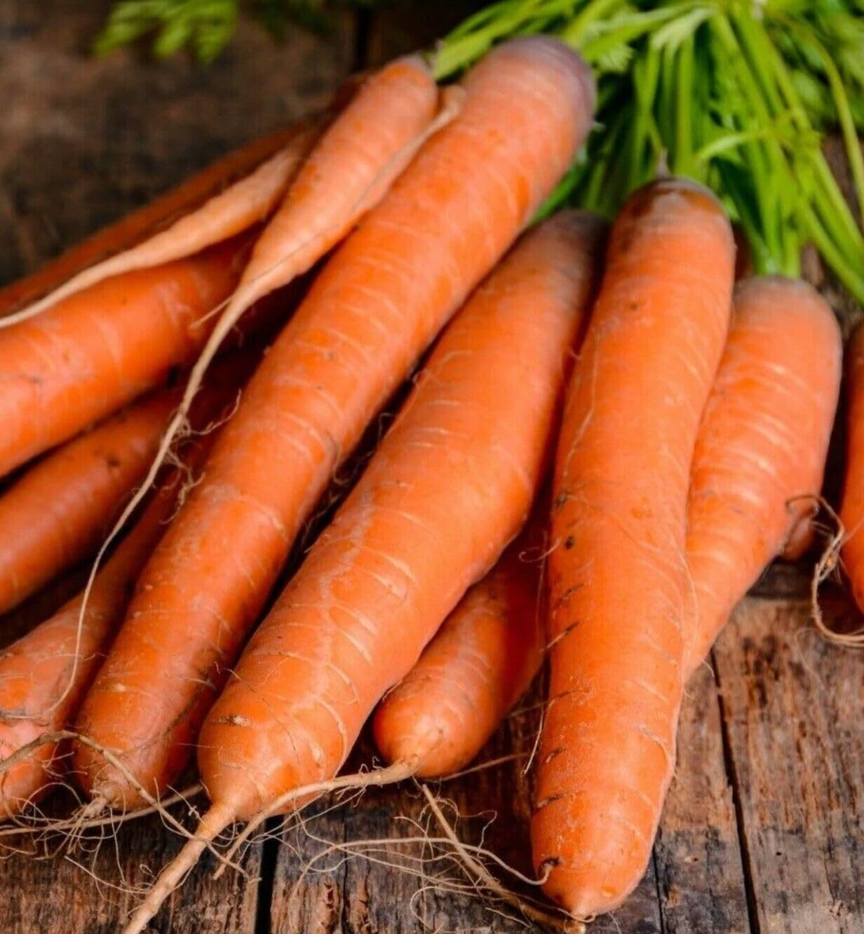 Carrot - All Seasons 300+ Seeds Vegetable Garden Autumn Winter Spring