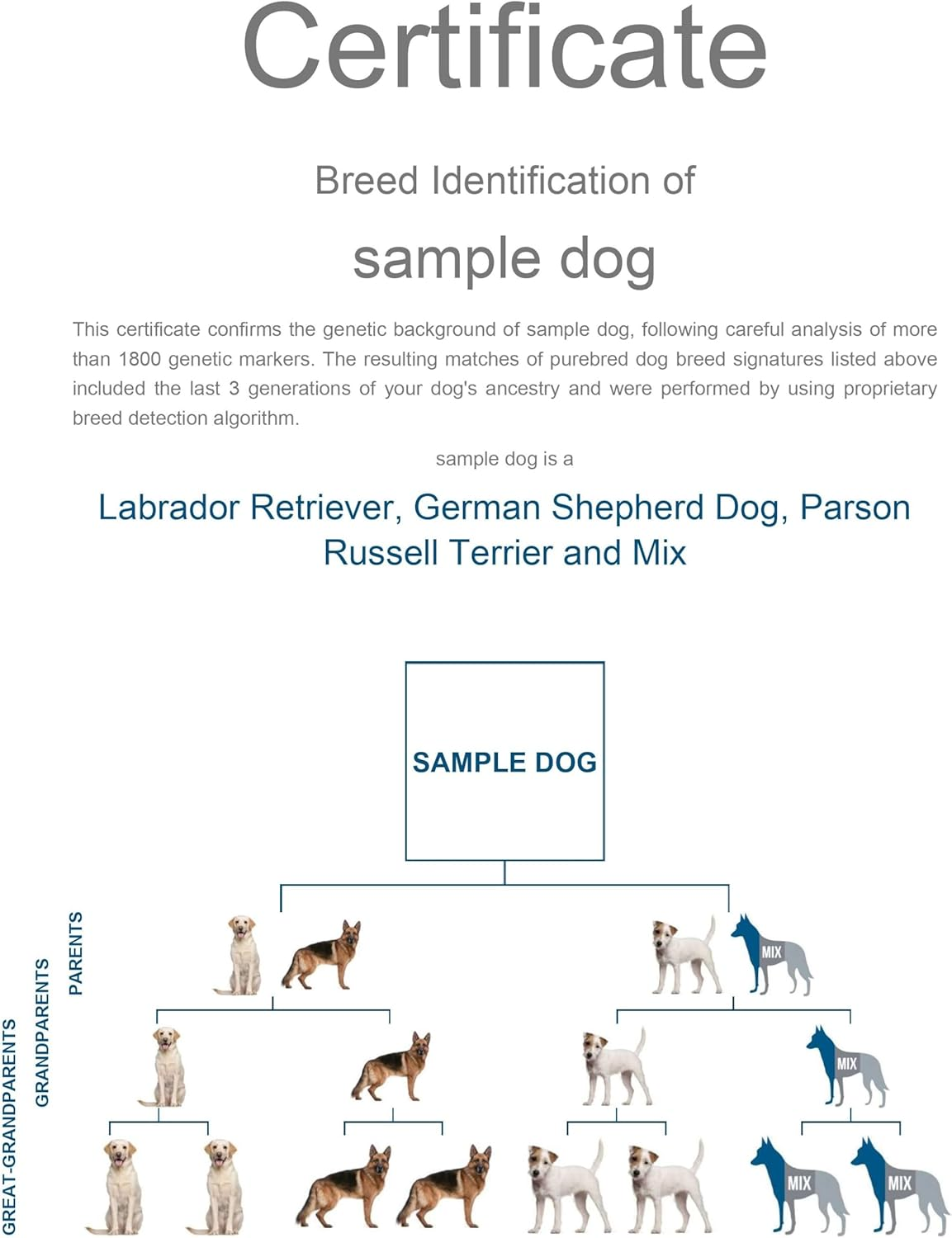 Affinitydna Dog Breed DNA Test Kit for 350+ Breeds by Percentage | Ancestry Family Tree | Predicted Weight | Genetic Traits | a Complete Dog DNA Breed Test Kit with No Extra Fees image number 5