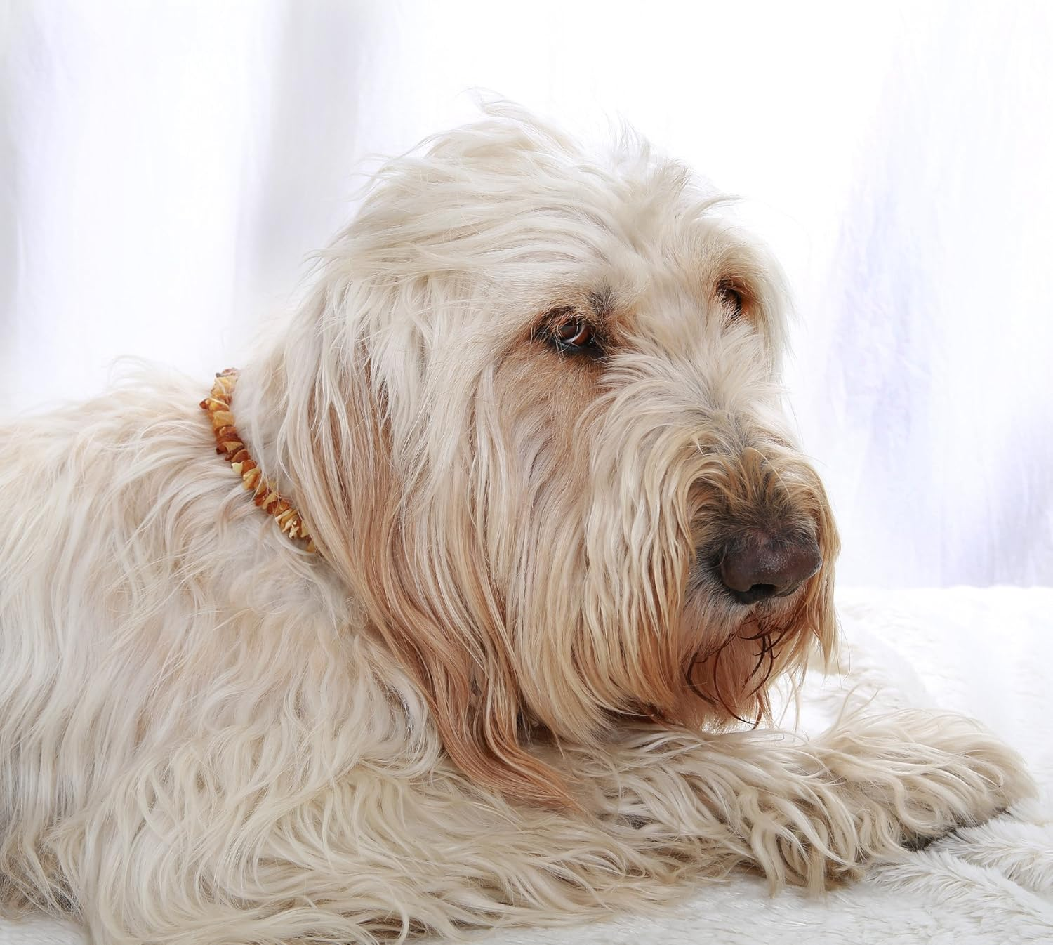 Amber Chain for Dogs, Amber Collar with Leather Strap, Tick Protection for Dogs, Fleas Dogs, Tick Protection Cat, Baltic Amber Raw