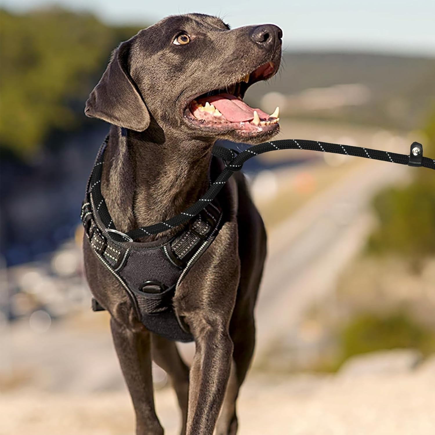 Safe Dog Harness and Cat Harness with Lead, Adjustable Harness for Small, Medium and Large Dogs, Escape Proof Cat Harness with Cat Lead (S) image number 3