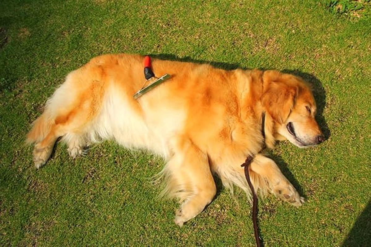 Pet Comb Extra-Large Rake Comb Grooming Brush Deshedding Tool Beauty Comb for Large Dogs Golden Retriever Husky German Shepherd image number 1