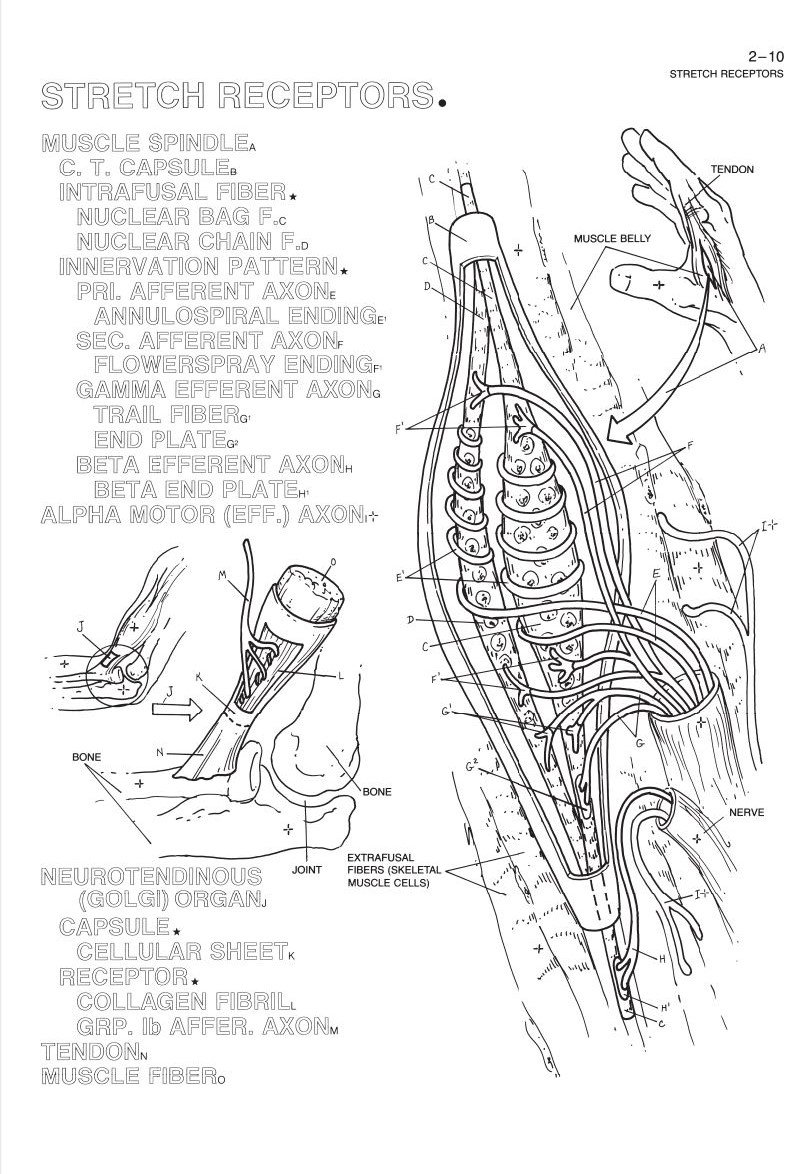 Human Brain Coloring Book image number 1