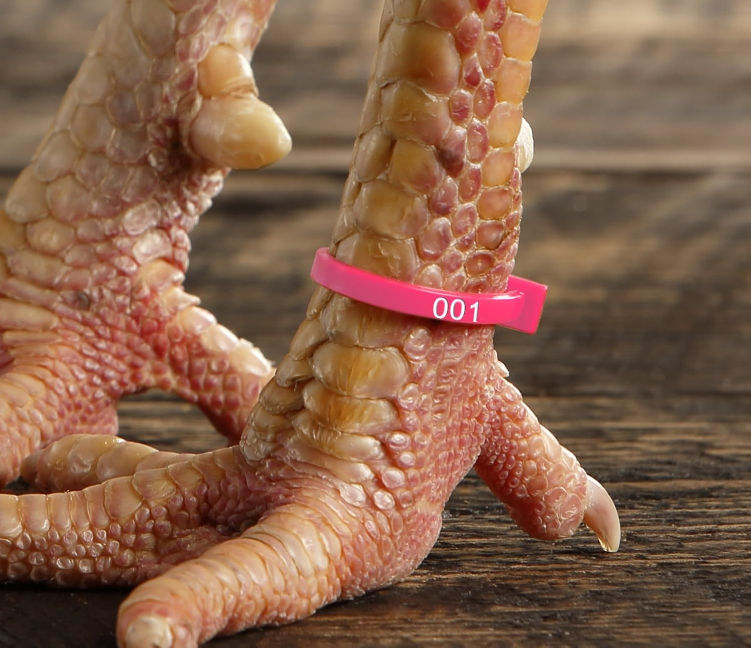 Chicken Hill 50 Zband Numbered Poultry Leg Bands Fluorescent ~ Fits Sizes 6 to 14 image number 2