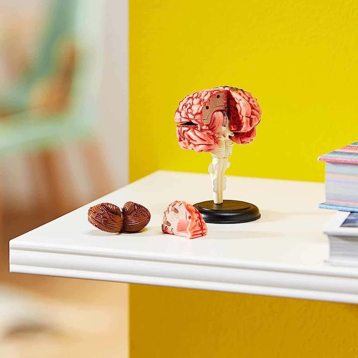 Learning Resources Brain Model image number 1