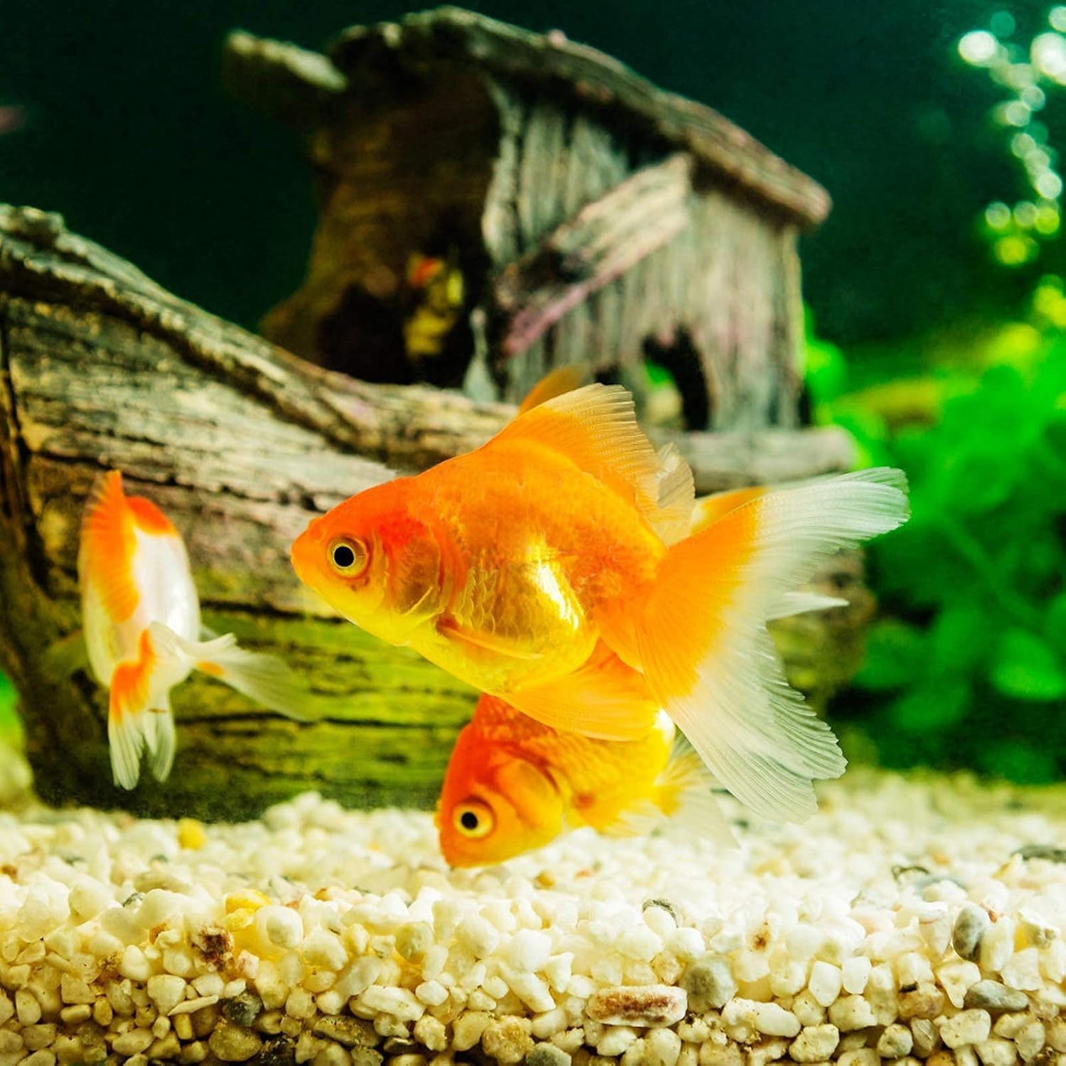 Cactus Pea Gravel Rocks,4-6Mm Pebbles for Indoor Plants, Natural Succulent Rock and River Rocks Decorative for Aquariums, Vases, Terrarium, Outdoor Gardening, Top Dressing for Potted Plants image number 4