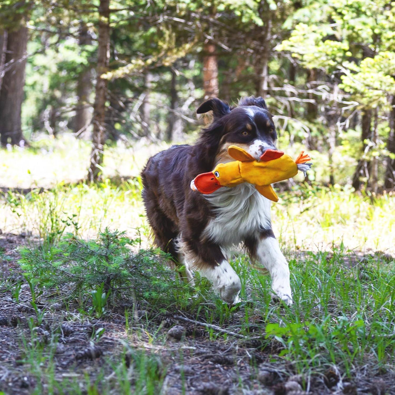 Flirt Pole Replacement Toy - Multi-Sensory Tough Tug Toy for Mighty Strongbite Flirt Pole for Dogs, Flirt Pole Attachment Lure Toy (Duck) image number 1