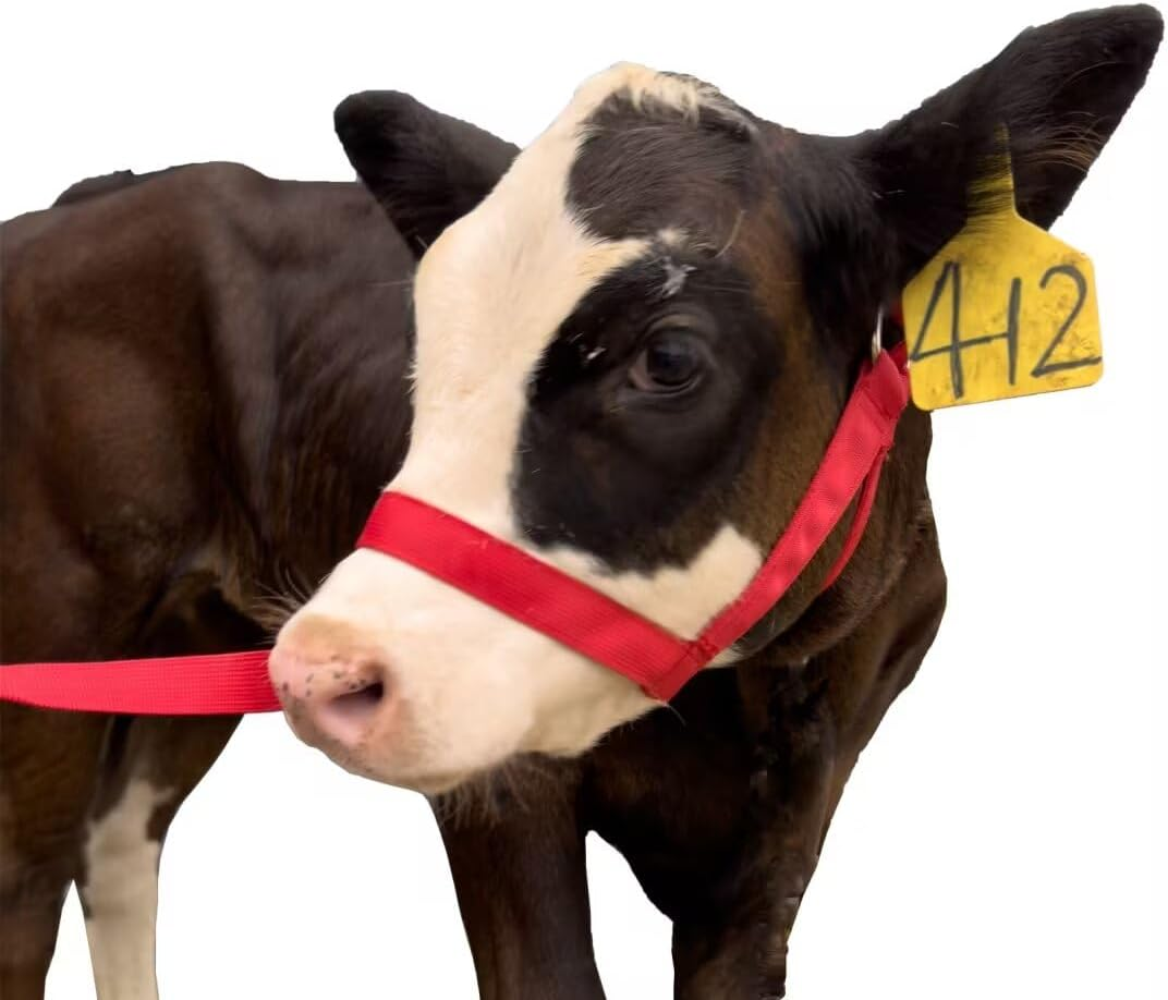 Perixir Cow Halter Cattle Halters Calf Halter，Adjustable Nylon Livestock Cattle Halter，For Miniature Horse Donkey Goat Foal image number 3