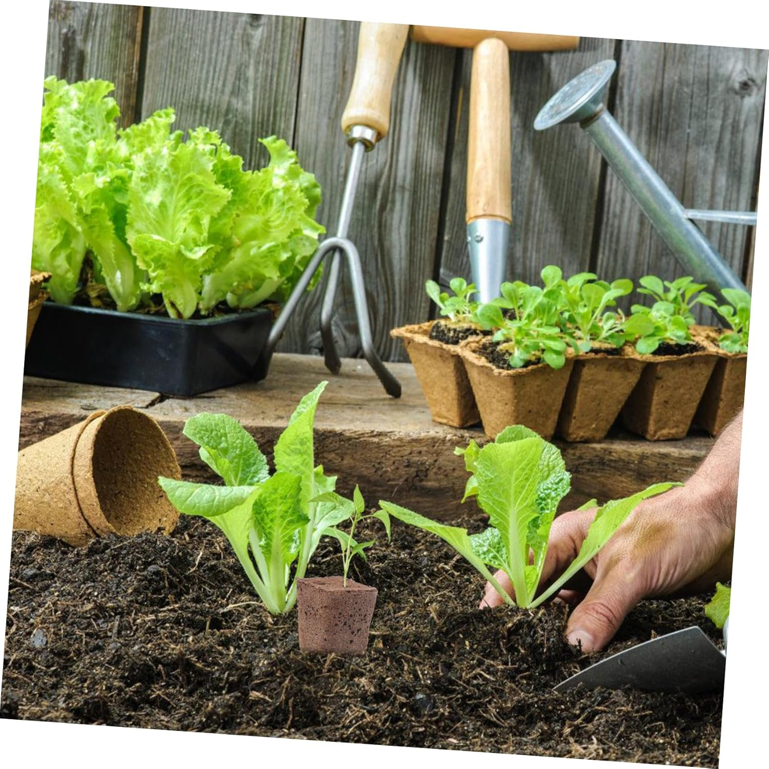 KITANDOVE 40Pcs Hydroponics Seed Starter Blocks Soilless Cultivation Grow Media Cubes for Indoor and Outdoor Gardening 1 Inch Plant Nursery Plugs High Air Permeability