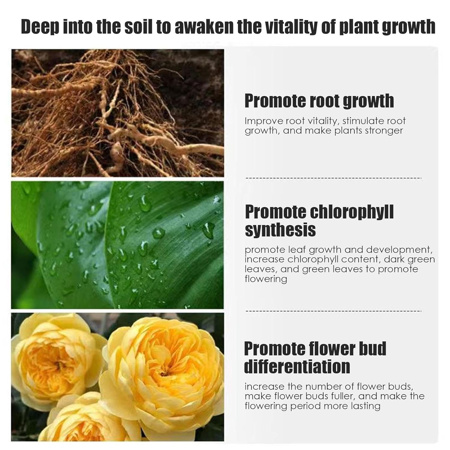 Fertilizer for Roses, 200G Balanced Nutritional Scientifical Formula Fertilizer, Coating Technology Professional Gardening Tools, Fertilizer Supplies for Garden image number 5