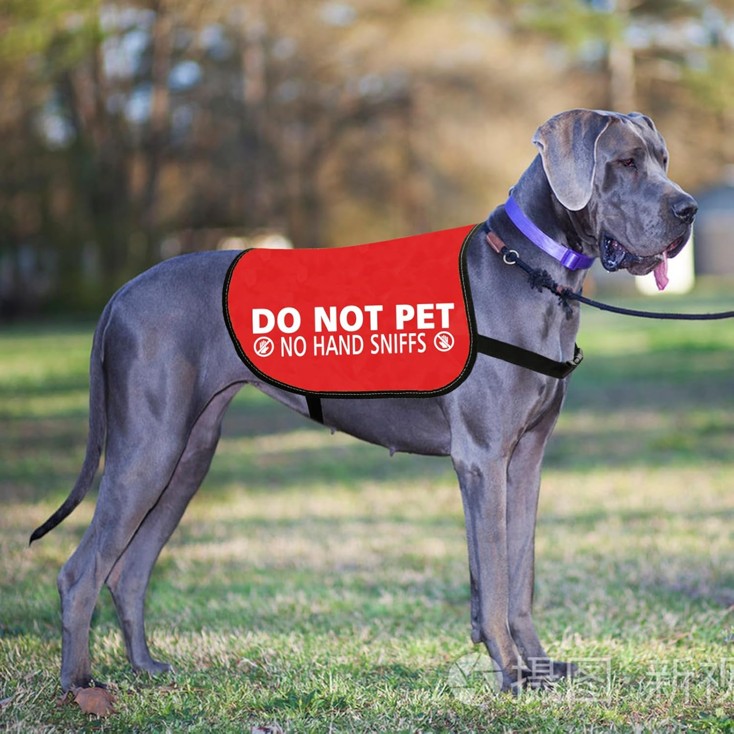 JXGZSO Nervous Anxious Dog Slogan Warning Vest Do Not Pet No Hand Sniffs Dog Jacket Vest (No Hand Sniffs L) image number 3
