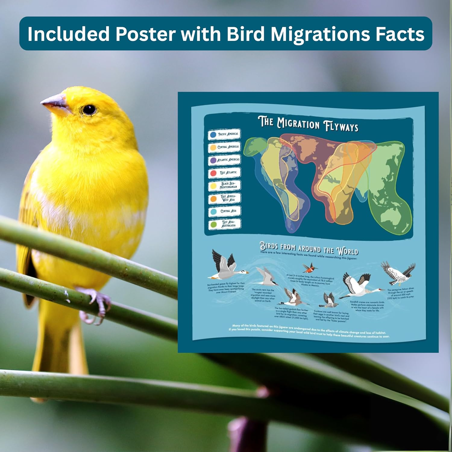 Ridleys Bird Lover'S Jigsaw Puzzle, 55 X 0.02 X 70 Cm (1000 Pieces)