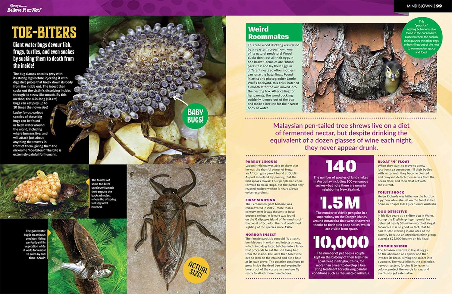 Ripley'S Believe It or Not! Mind Blown (17) (ANNUAL): Volume 17 image number 2