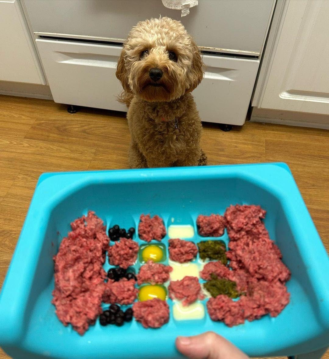 Fluff Trough Elevated Slow Feeder Dog Bowl - Prevents Fast Eaters from Binging & Choking on Food, Minimizes Neck Strain, Suitable for Flat-Faced Pets, Vet Recommended, Dishwasher Safe, Purple image number 6