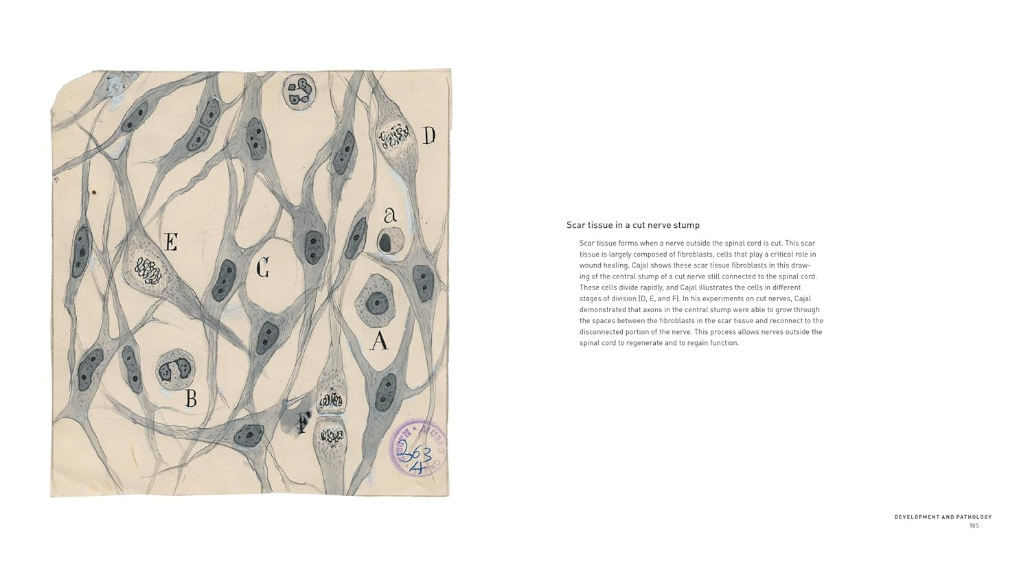 The Beautiful Brain:The Drawings of Santiago Ramon Y Cajal image number 3