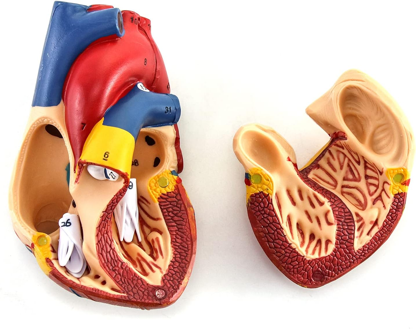 QWORK Human Heart Model, Anatomically Accurate Numbered 2-Part Life Size Heart Medical Model with 34 Anatomical Structures, Held Together with Magnets on Base image number 1