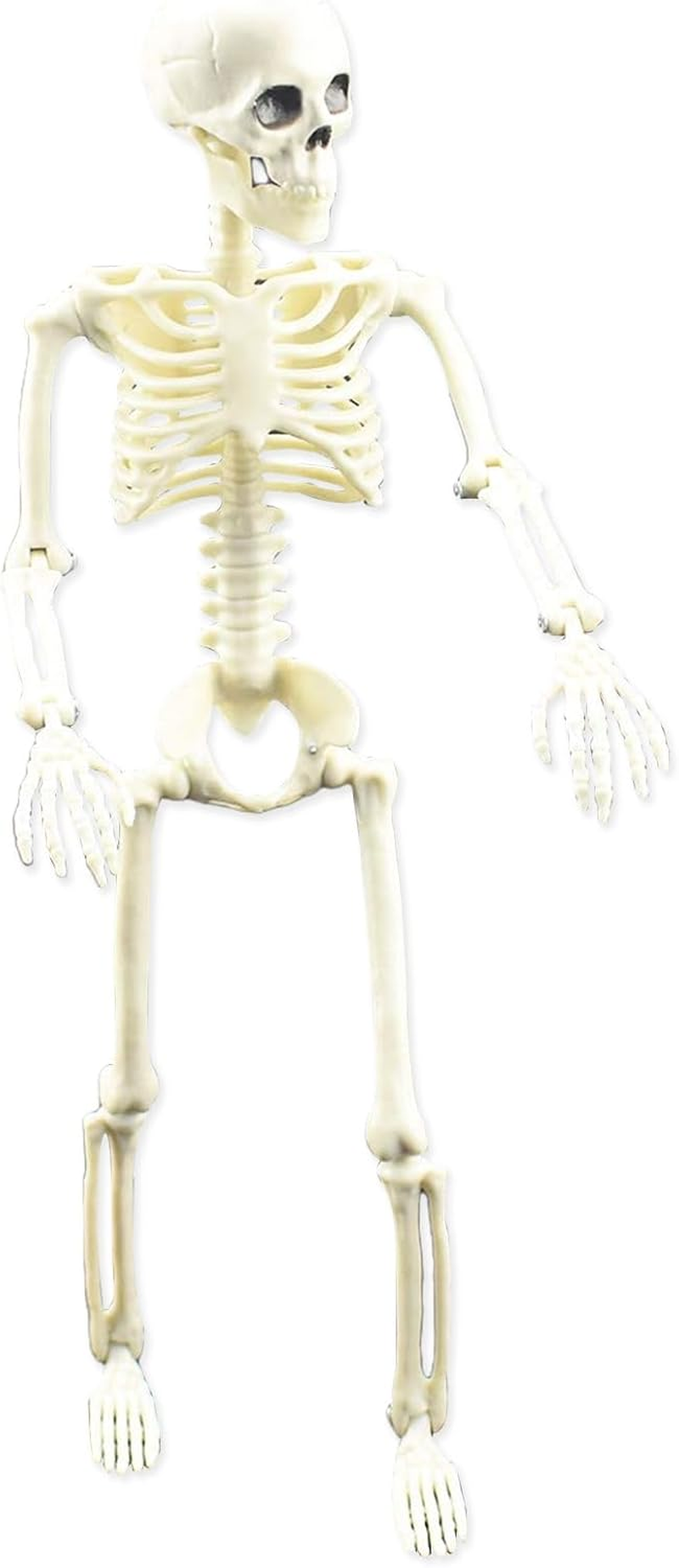 Posable Skeleton, Human Skeleton Model with Posable Movable Joints, Figure for Halloween Props Spooky Party Decoration