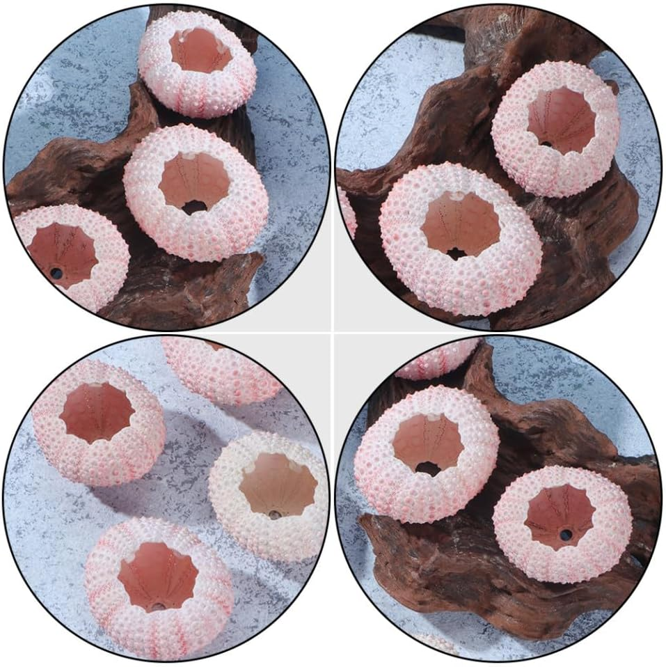 Cabilock 10Pcs Natural Sea Urchin Shell Air Plant Urchin Holder Miniature Gardening Decorations for Boys and Girls Party Supplies image number 3