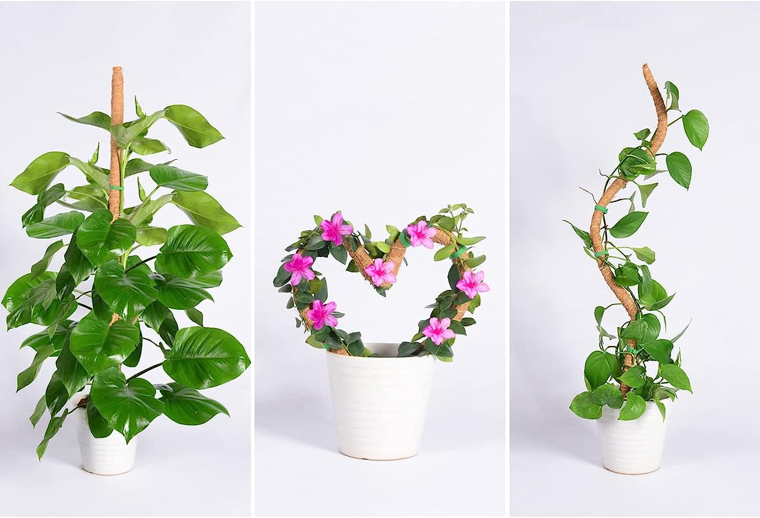 Moss Pole for Plants Monstera, 2PCS 25'' Bendable Plant Sticks Support, Plant Stakes for Indoor Plants, Coco Coir Pole Plant Support, Monstera Moss Pole for Climbing Plants Growth (25" * 2Pcs) image number 5