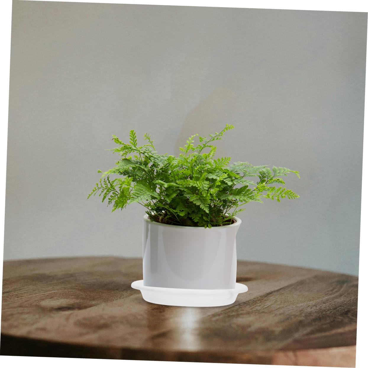 FONDOTIN 10Pcs Water Catcher Trays for Indoor Plants Thickened round Drip Saucers Drainage Base for Outdoor Gardening Versatile Flower Pot Water Trays image number 6