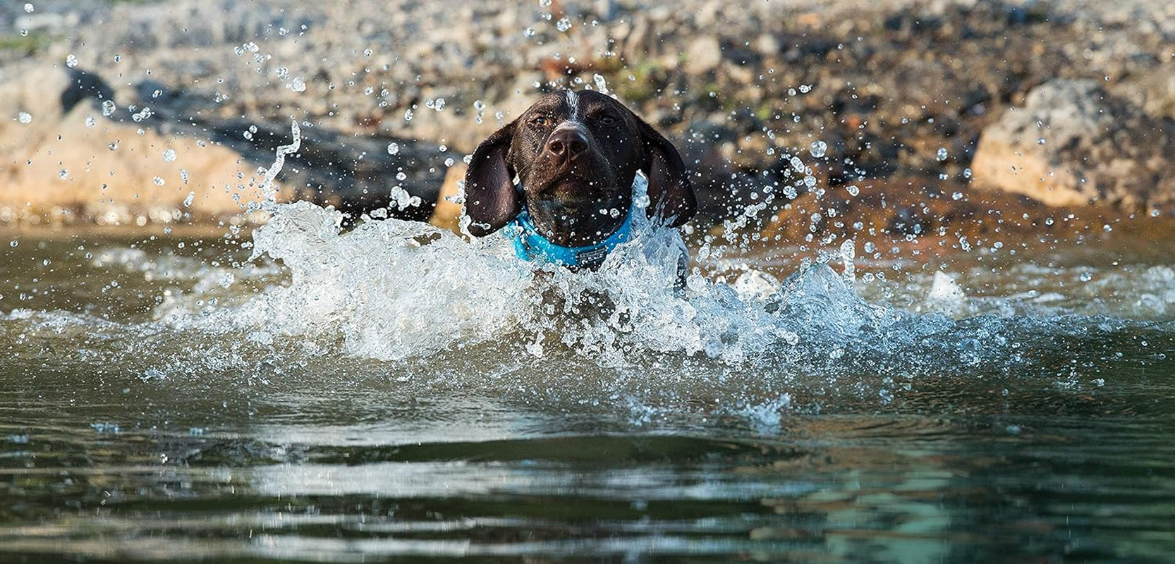Terrain D.O.G. Weaver Leather Brahma Webb Collar image number 3