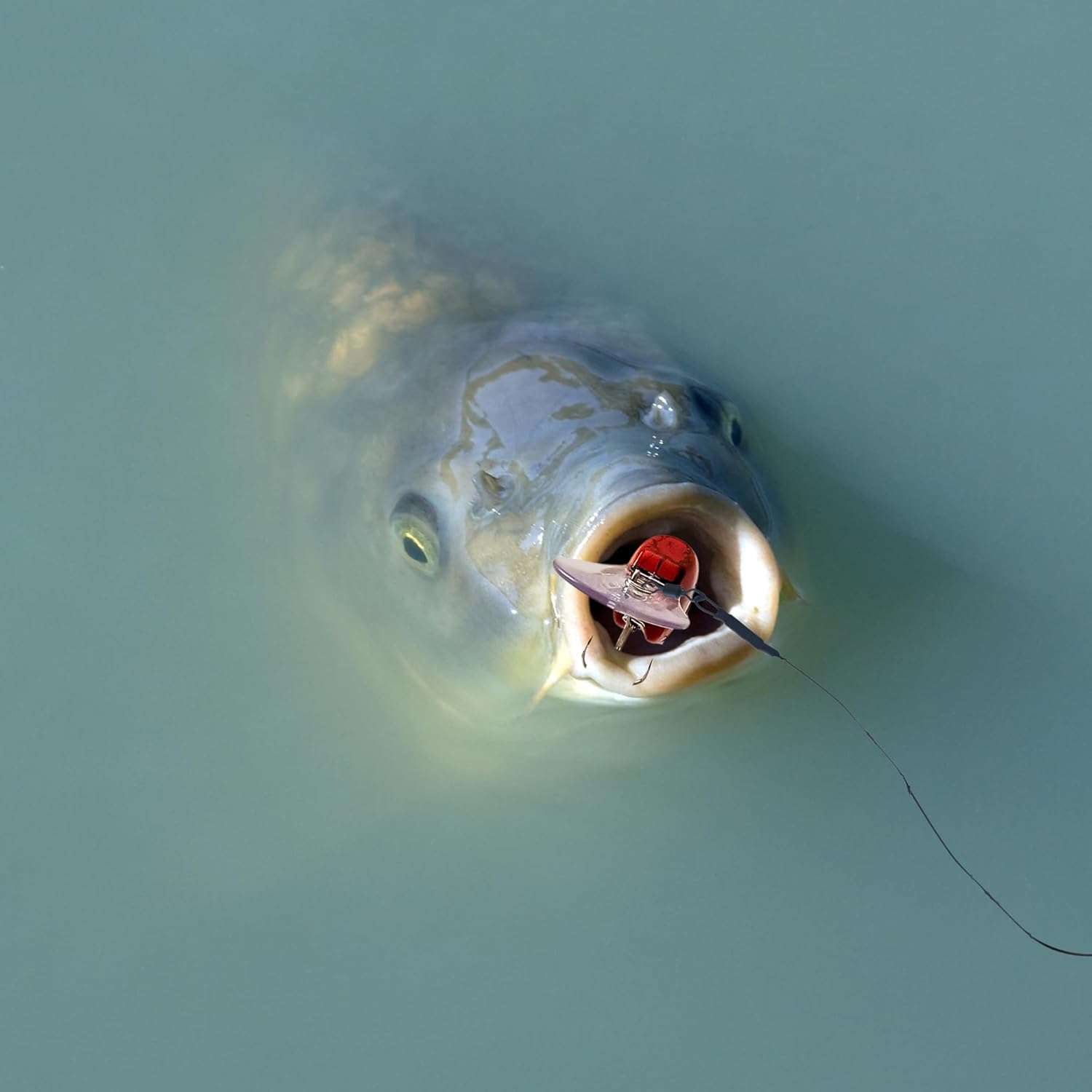 Whistytwig'S Novelty Deep Diving Crankbait - the Ultimate Fishing Lure for Freshwater and Saltwater - Perfect for Bass Fishing - Out for a Laugh but Also Catches Fish - Red image number 3
