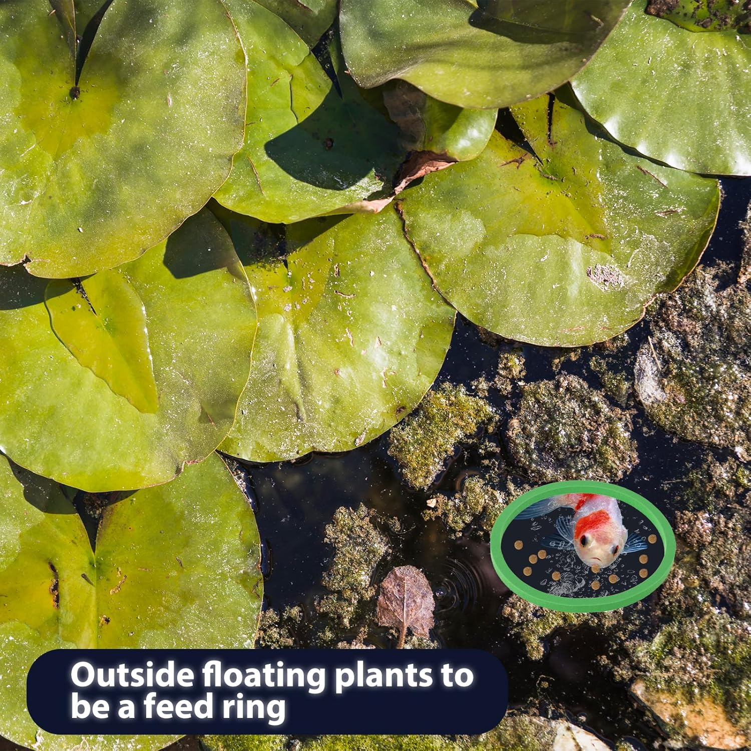 10 PCS Aquarium Floating Plant Corral, 5 Sizes round & Square Fish Feeding Rings Aquarium Plant Holder Turtle Betta Fish Tank Accessories, Reduces Automatic Fish Feeder Waste, Maintains Water Quality image number 5