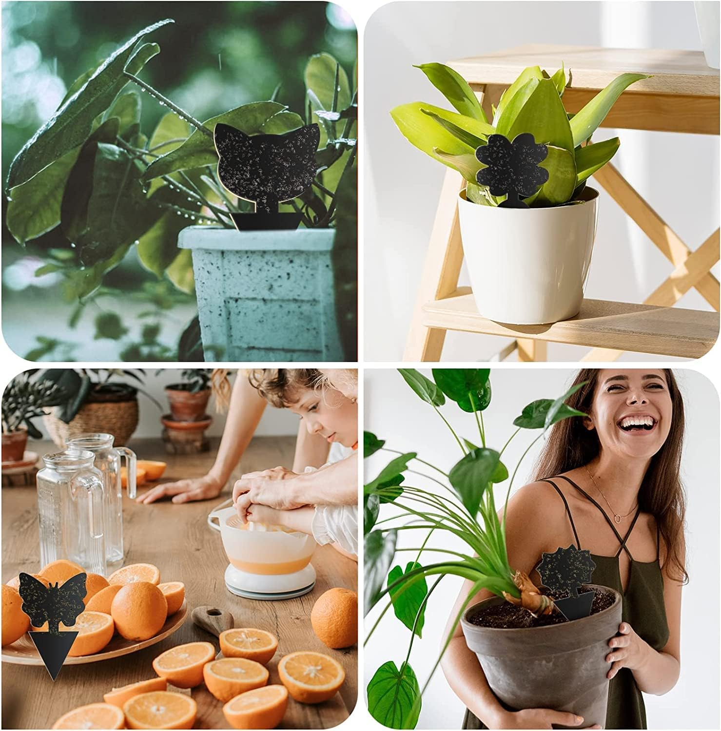 50 Pack Sticky Traps,Fruit Fly Traps Fungus Gnat Traps,Black Sticky Bug Traps Non-Toxic and Odorless for Indoor Outdoor Use Protect the Plant image number 5