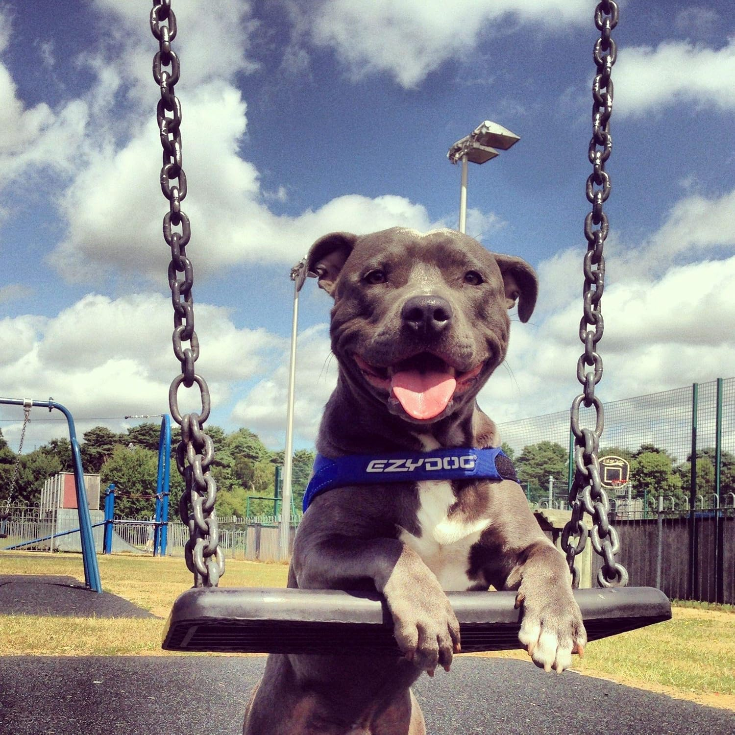 Ezydog Quick Fit Dog Harness - Easy to Fit Walking Harnesses for Small, Medium and Large Dogs - Neoprene Sleeve, Accessory D-Ring, Reflective (XS, Blue) image number 3