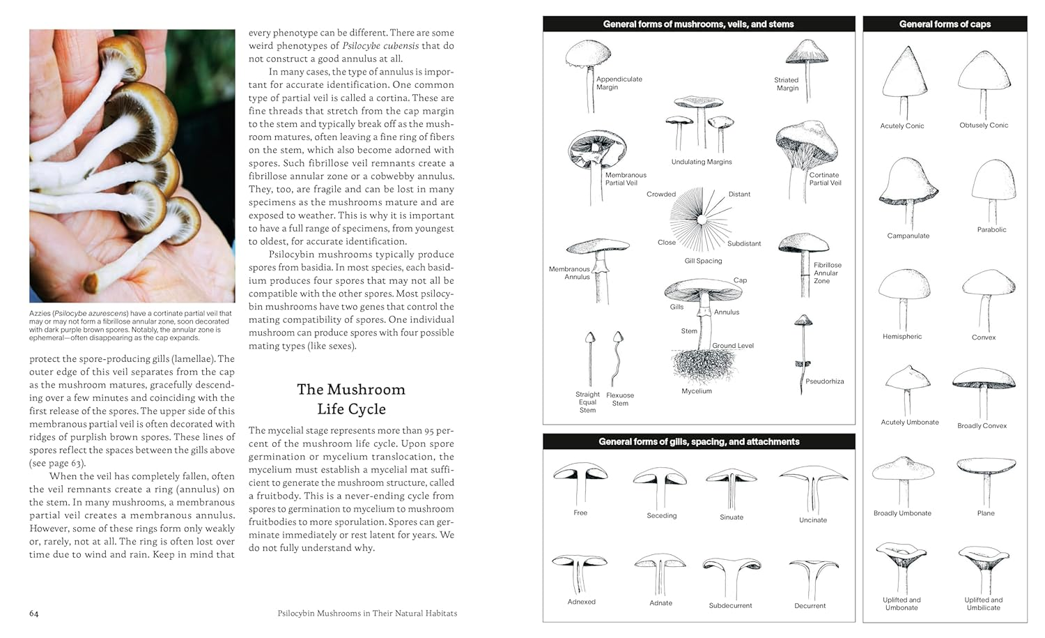Psilocybin Mushrooms in Their Natural Habitats: a Guide to the History, Identification, and Use of Psychoactive Fungi image number 6