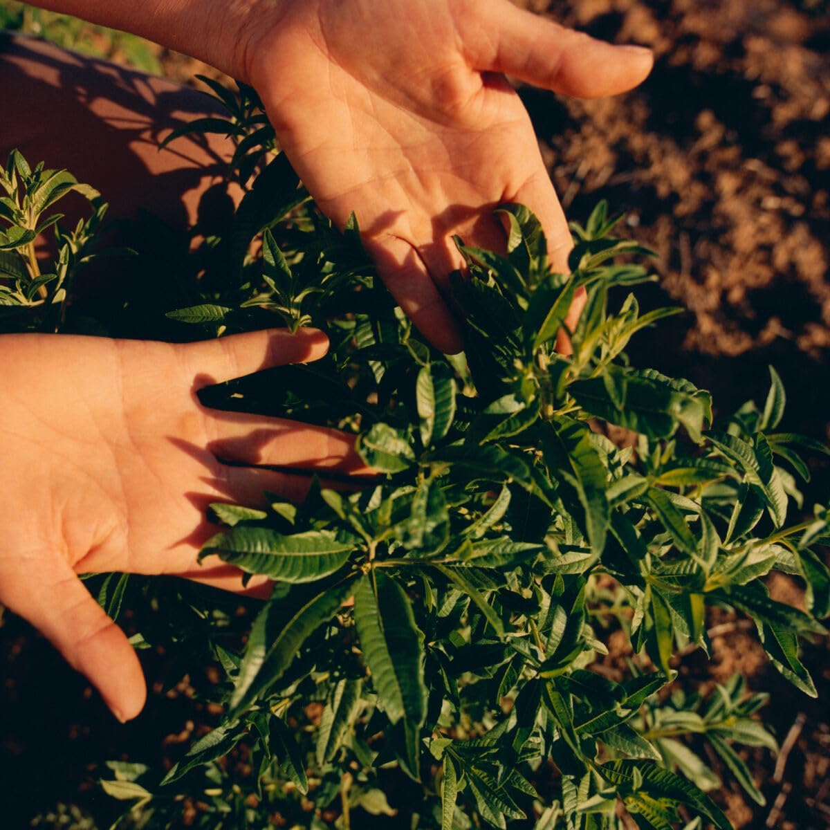 Citrus Verbena Roll-On Deodorant by Loccitane for Unisex - 1.6 Oz Deodorant Roll-On