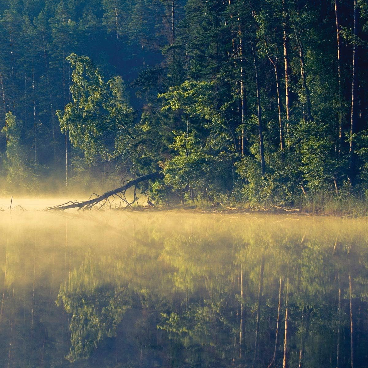 Plentitude Plentitude image number 1