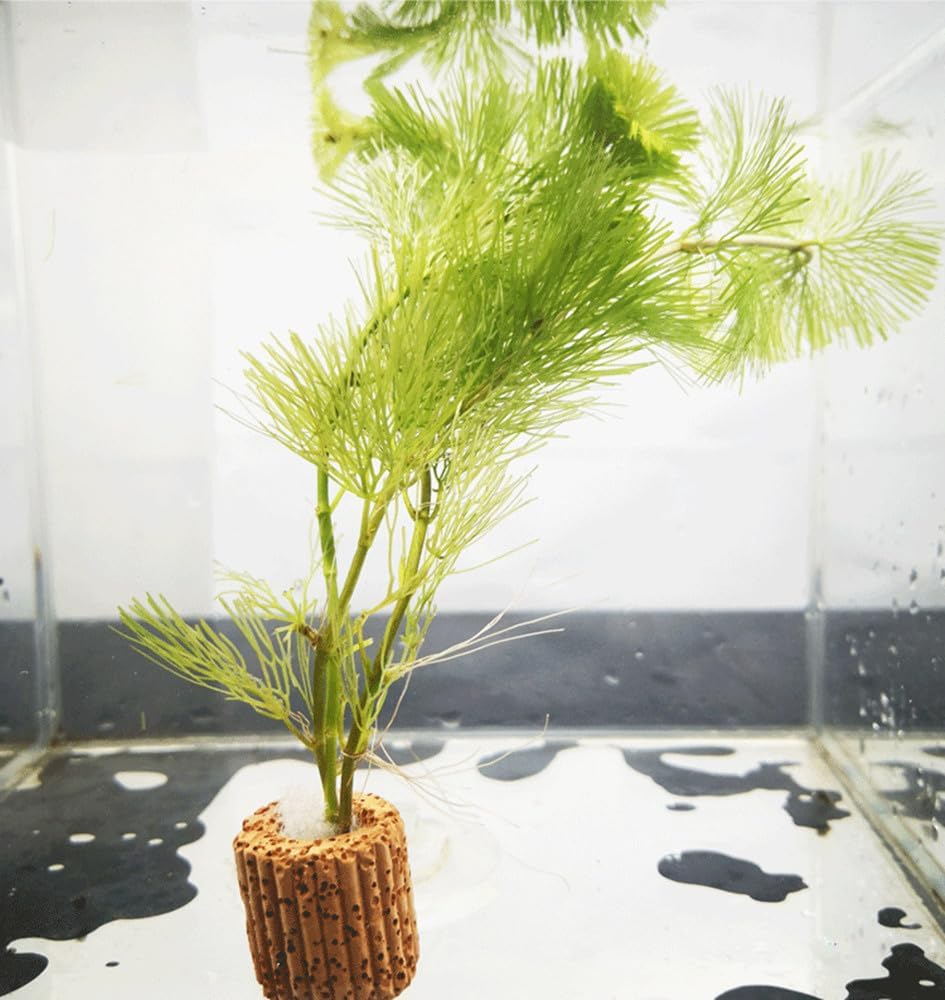 20 Pcs Aquarium Plant Holder Fish Tank Fixed Ring, 25Mm Fixed Ring Durable Practical Pottery Water Plant Holder Gravity Ring Fixed Ring Decor for Aquarium Pond Decor image number 1