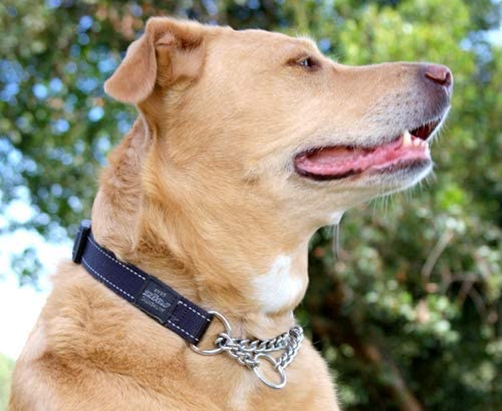 Rogz Obedience Dog Collar, Black, X-Large image number 7