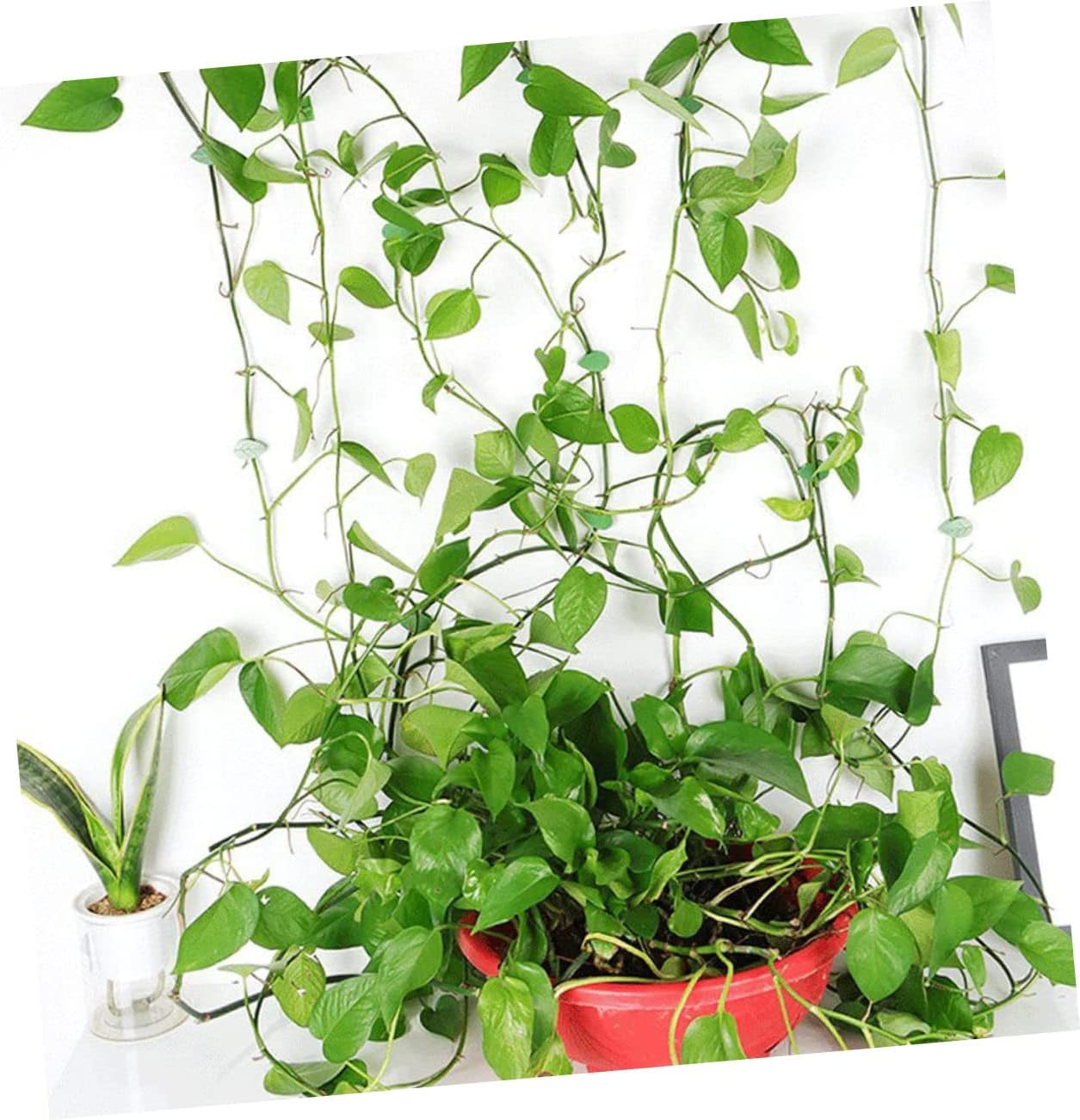 Yardwe 60Pcs Plant Clip Plant Climbing Clips for Wall Supply and Garden Accessories Fixing Tools image number 1