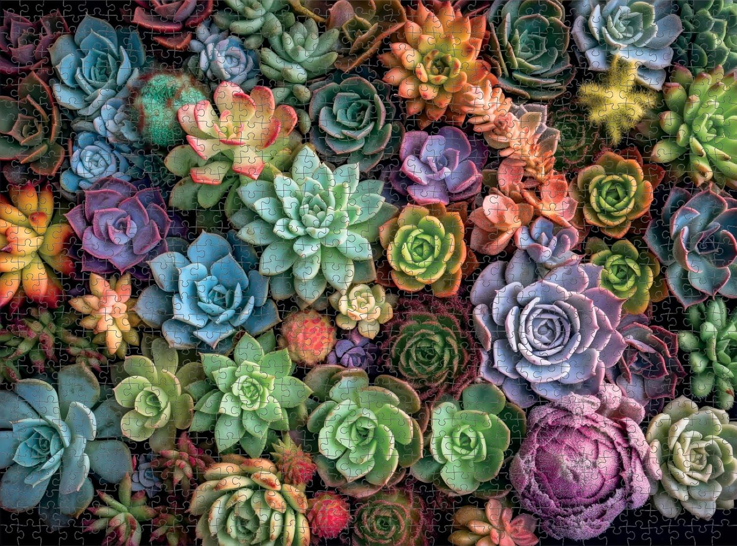 Cross & Glory &ndash; Succulent Symphony &ndash; 1000 Piece Jigsaw Puzzle for Adults | Premium Quality | Colourful Artwork Puzzle | 1000 Piece Succulent Puzzle - Garden Of Colors image number 7