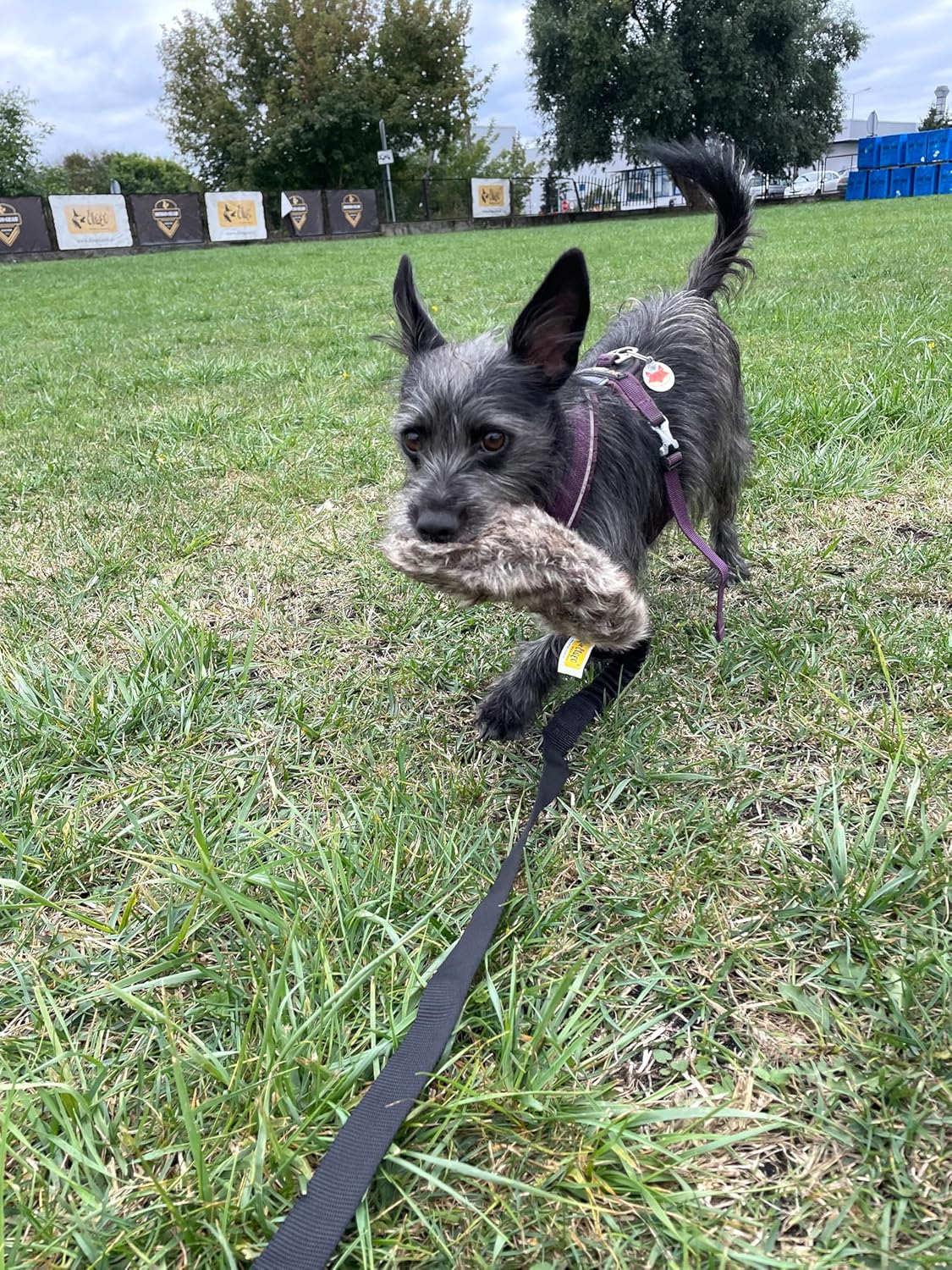 Dingo Fleece Dog Toy Artificial Fur Racer Squeaky Teaser Dog Wand 150 Cm Long Bungee Handle for Agility, Dog Training, Reward, Retrieve, Chasing, Play Black (15585) image number 5