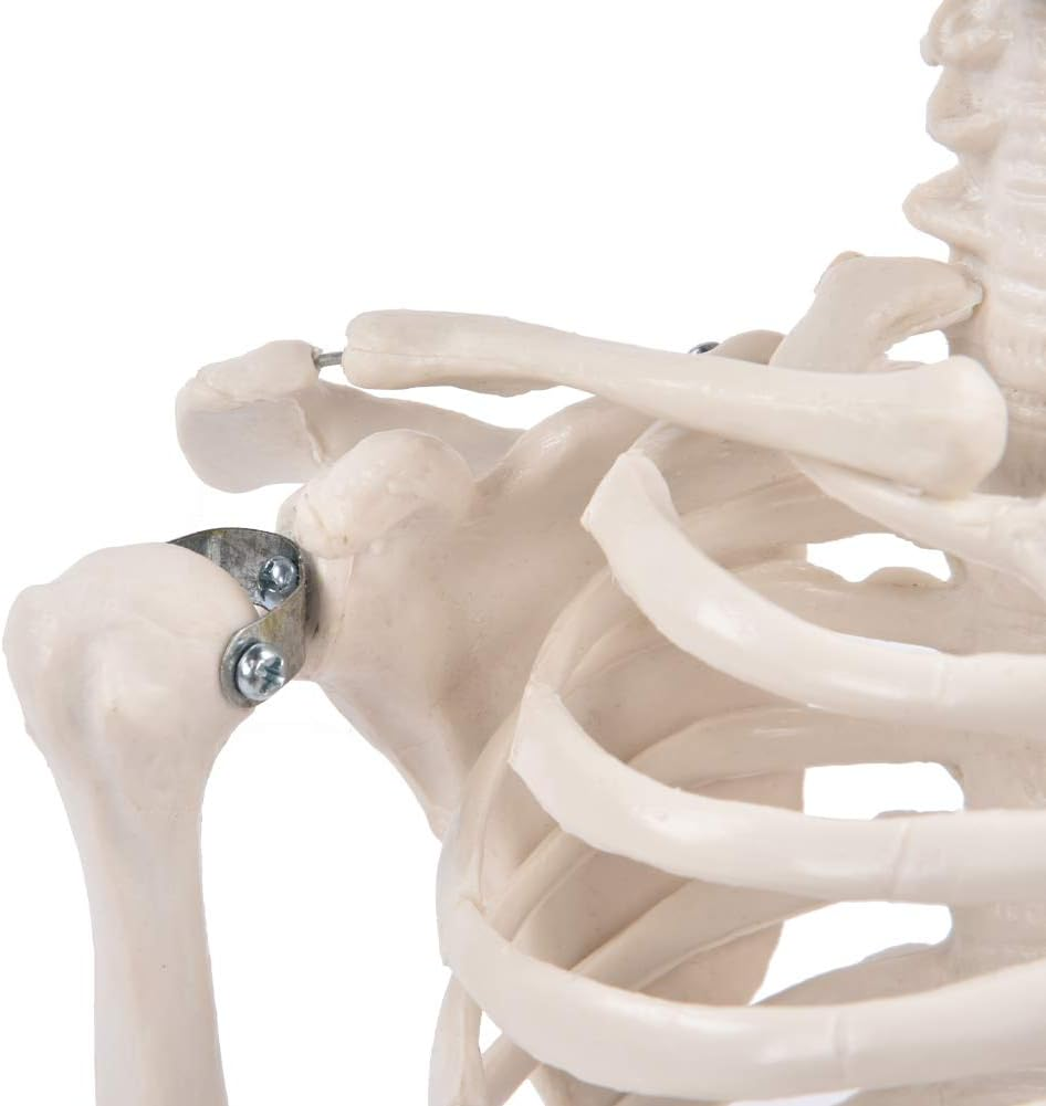 Skeleton Model, Teaching Skeleton Model Visual Easy to Use Lifelike for Schools Teaching Use for Display and Study image number 1