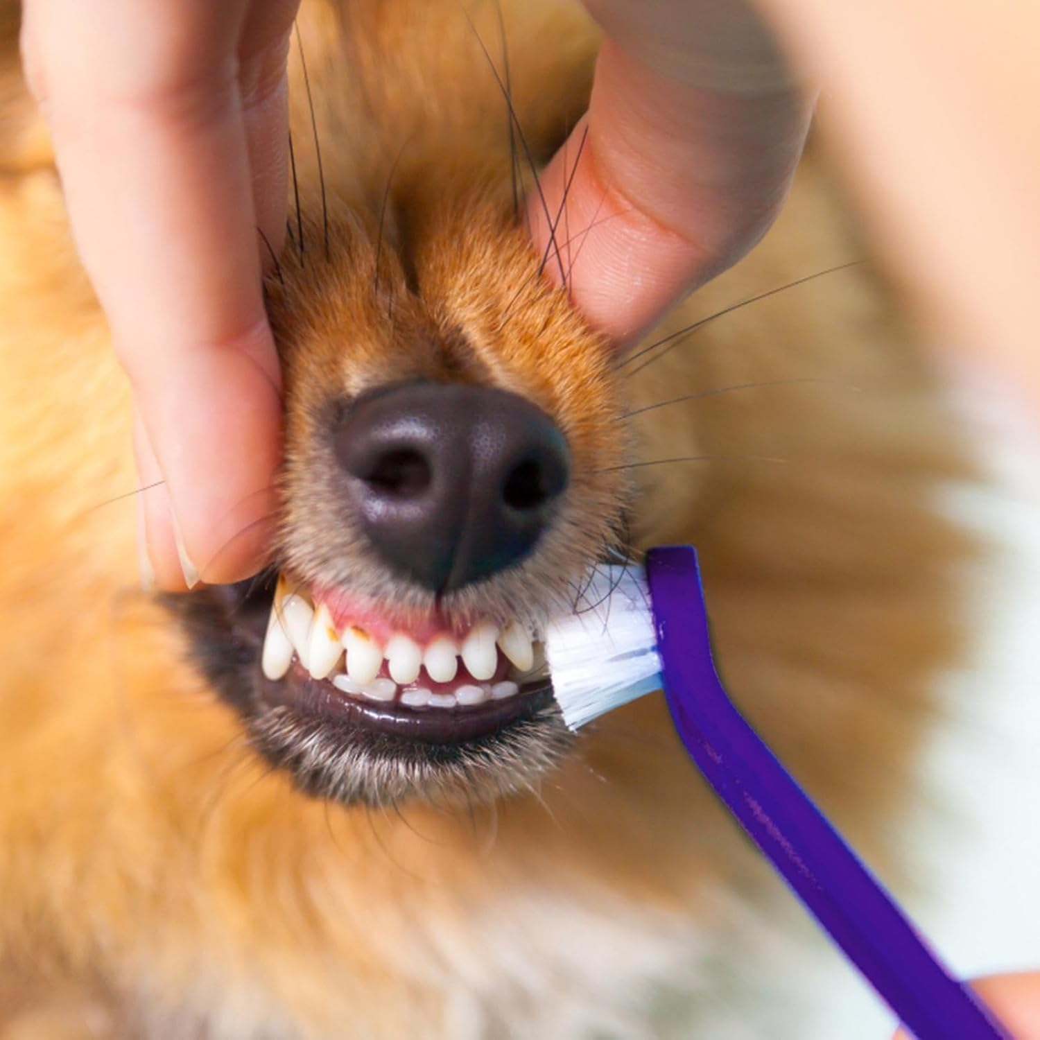 Toothbrush and Toothpaste Kit for Cat, Puppy, Kitten | Complete Small Dogs Teeth Care Set for Home, Store, Hospital, Shelter Helves - Vanilla image number 4