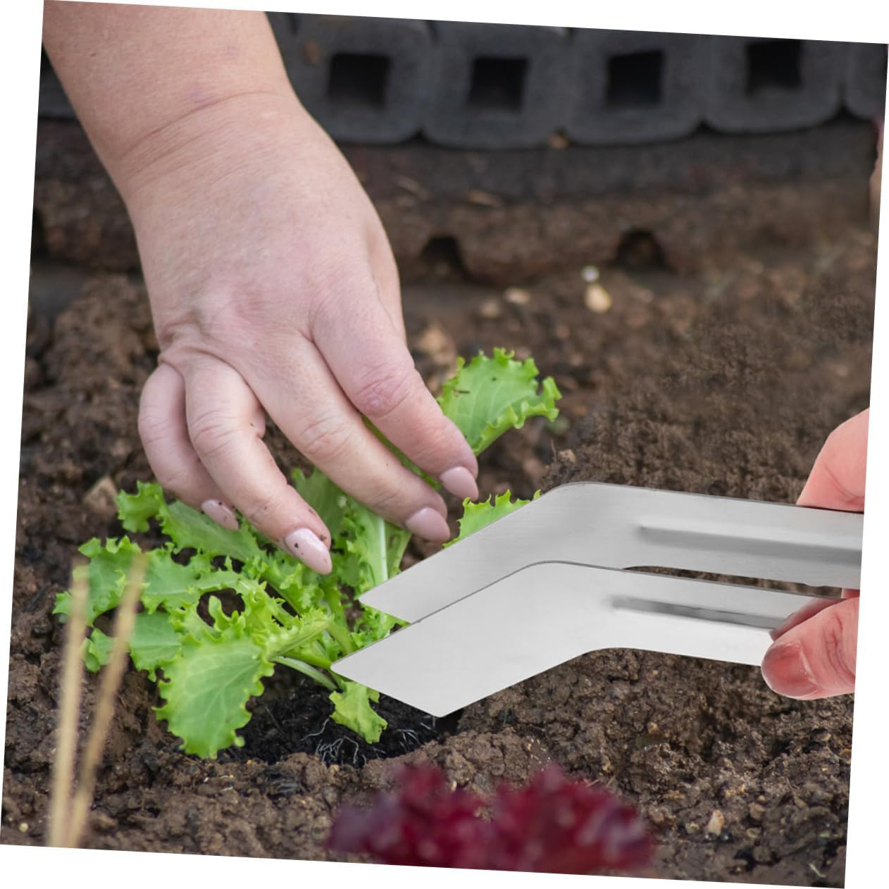 CANIGHT 2Pcs Stainless Steel Plants Transplanting Tool Set Handheld Garden Pliers for Plant Removal Convenient Planting Accessories image number 5