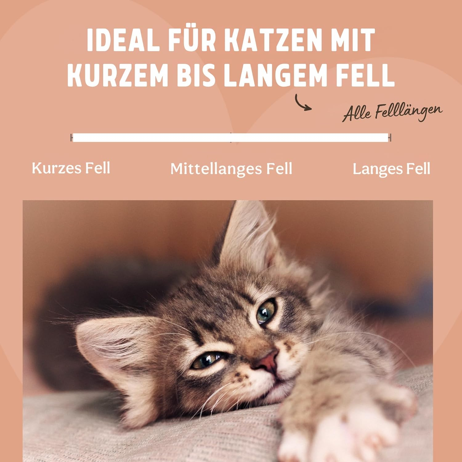 Rosewood Fur Brush for Cats - Small - Gentle Cat Brush with Firm Bristles - Black - for Daily Grooming and Shiny Fur image number 6