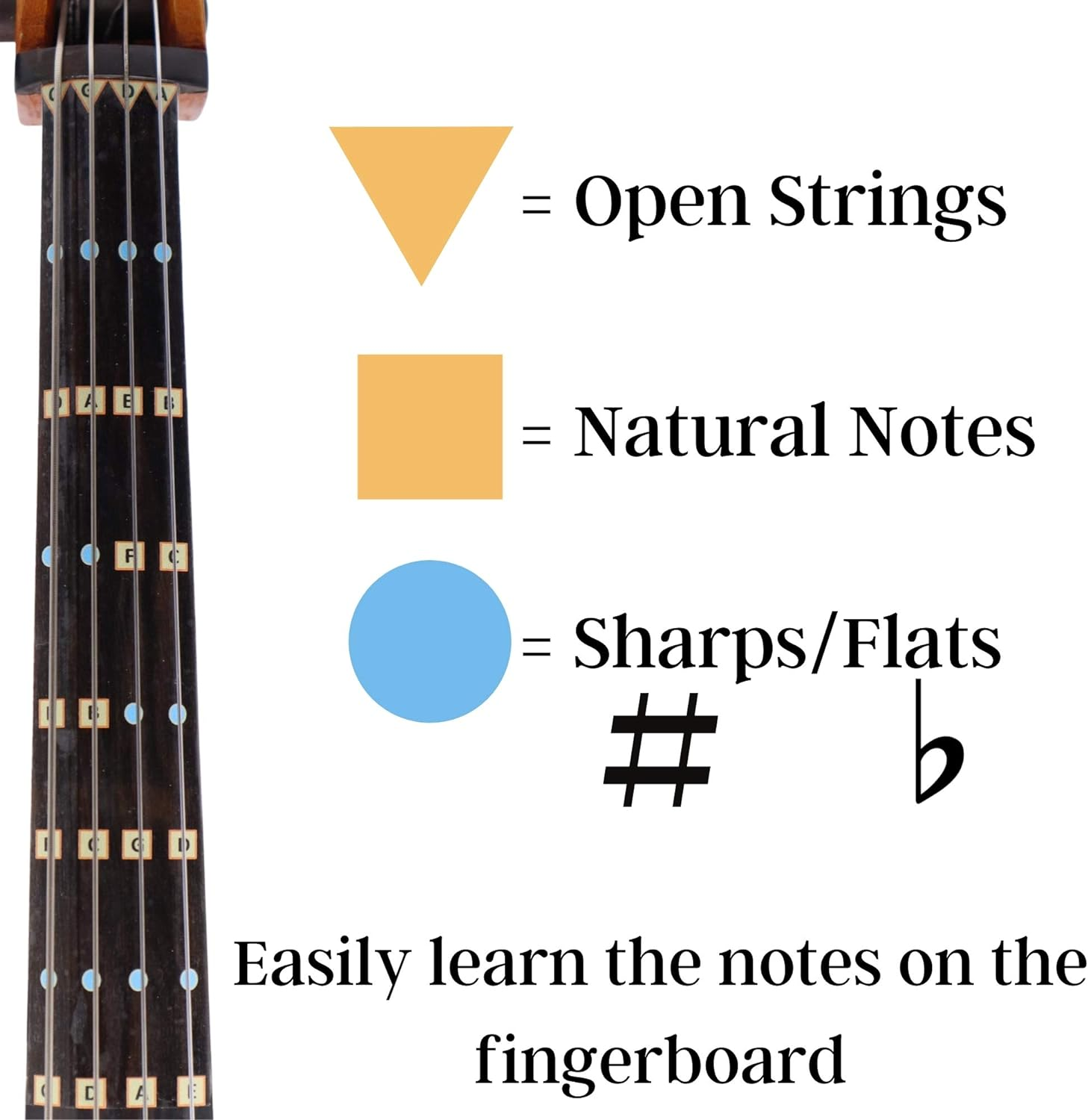 Fantastic Finger Guide for Cellos - Music Accessories for String Instruments, Fingerboard and Fretboard Stickers for Learning All Notes, Learn to Play Cello, 4/4 Size image number 2