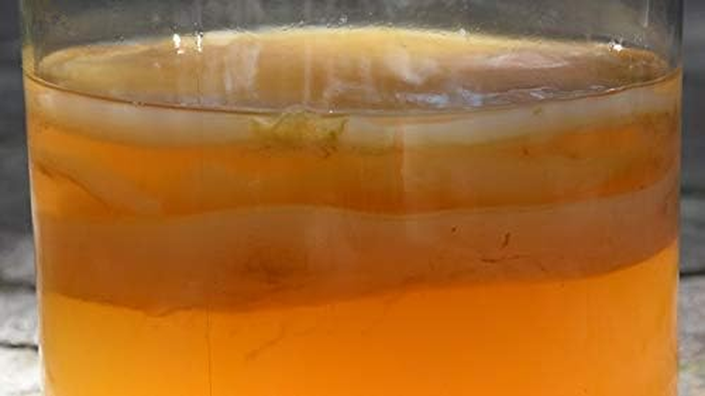 Kombucha Scoby with 200Ml of Starter Liquid and Easy Instructions. image number 2