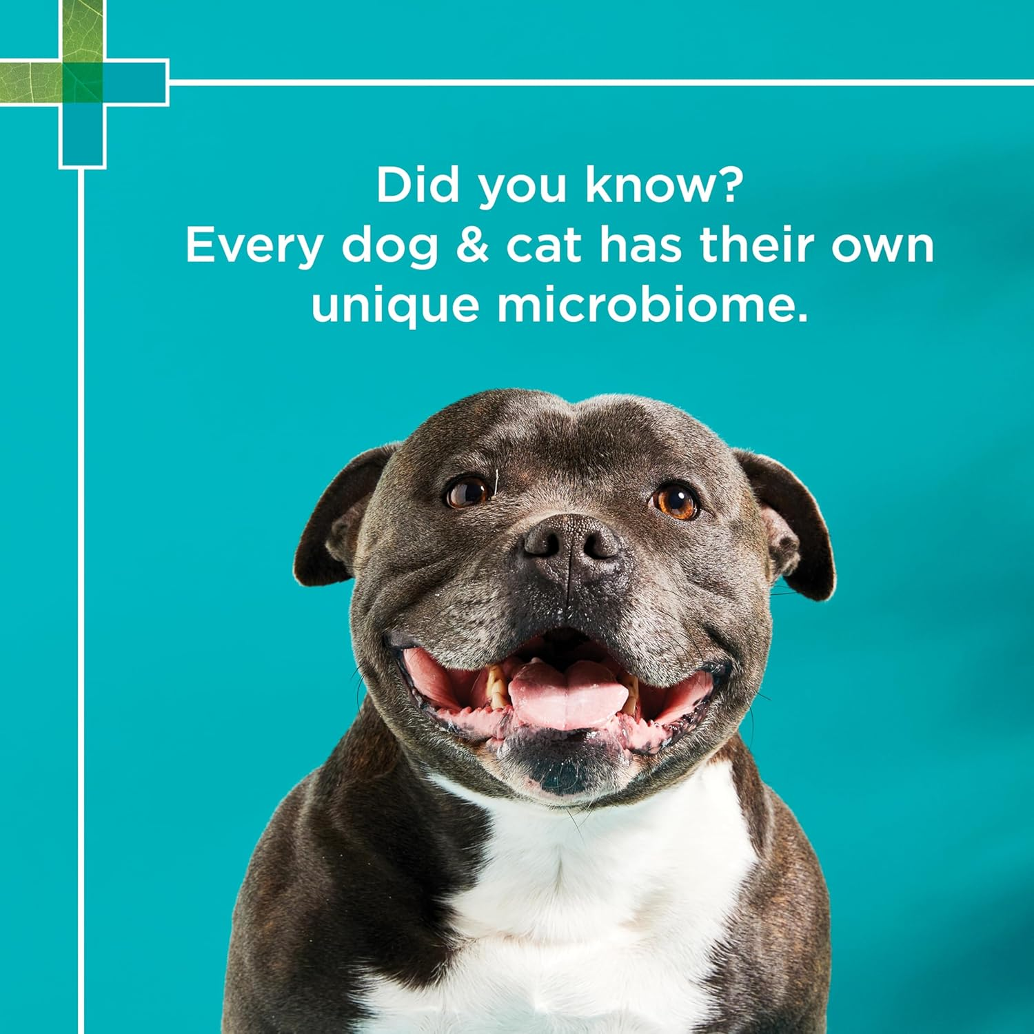 PAW by Blackmores Digesticare&trade; Probiotic Powder for Dogs and Cats | Supports Dog or Cat&rsquo;S Gut Health |143G image number 3