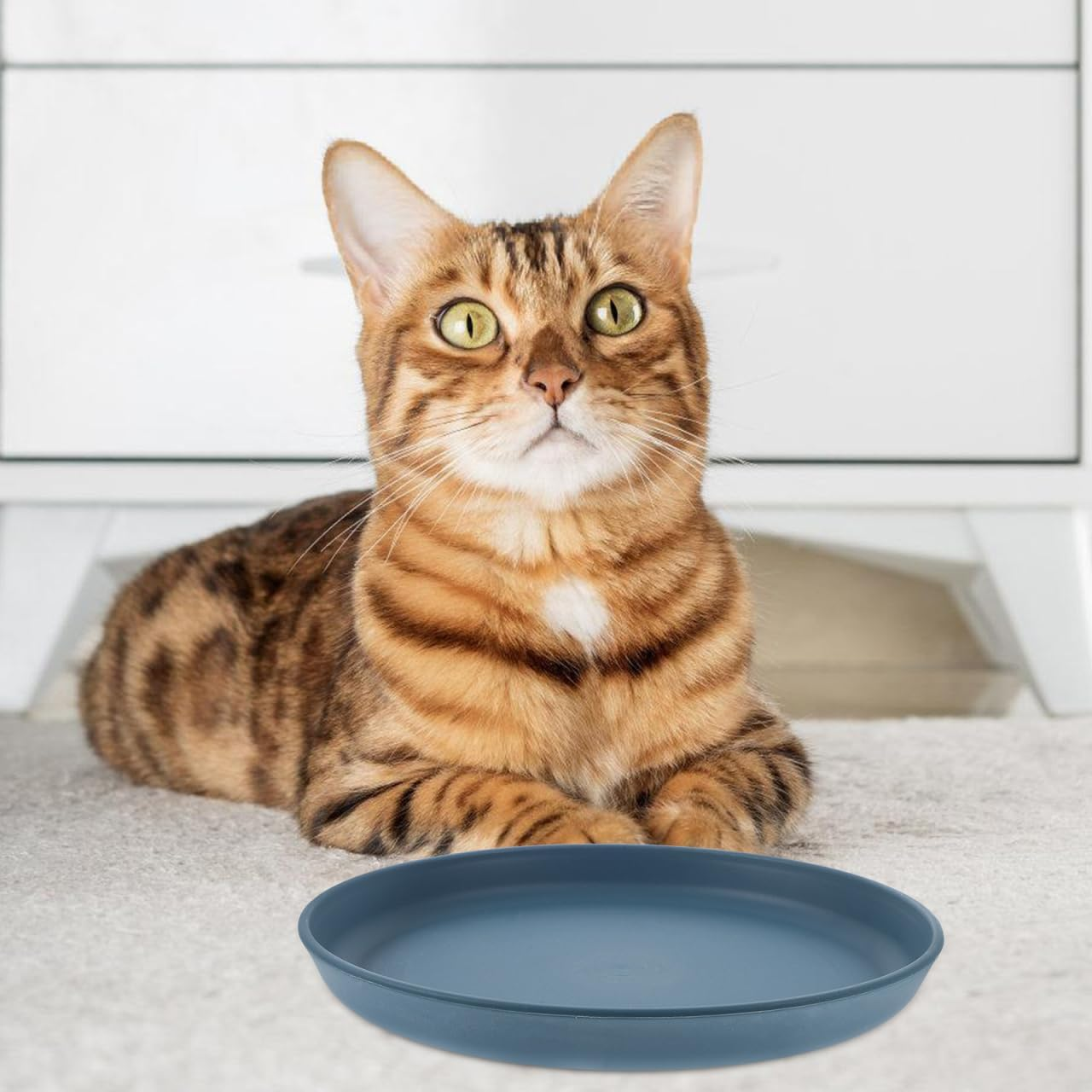 5Pcs Cat Bowls, Unbreakable Pet Feeding Dishes, Shallow Plates for Cats, Assorted Colors, Safe Food-Grade Material, 5.8 Inch Diameter image number 4